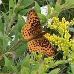 Boloria bellona