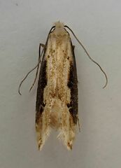 Crypsitricha generosa