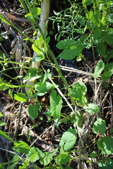Convolvulaceae