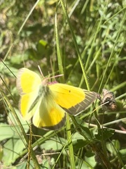 Colias christina