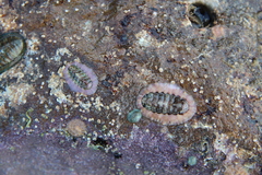 Onithochiton neglectus