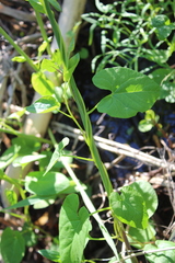 Convolvulaceae