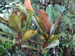 Planchonella glauca