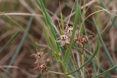 Asclepias stellifera