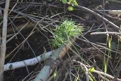 Cenolophium denudatum