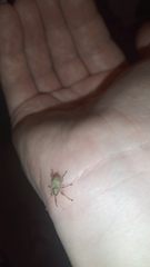 Curculio