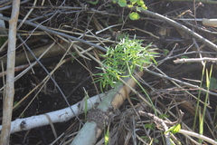 Cenolophium denudatum