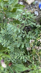 Vicia amoena