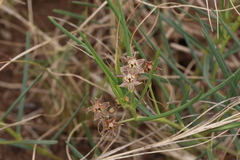 Asclepias stellifera