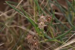 Asclepias stellifera