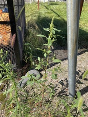 Amaranthus powellii