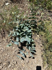 Asclepias cordifolia