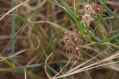 Asclepias stellifera