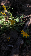 Arnica cordifolia