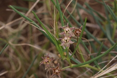 Asclepias stellifera