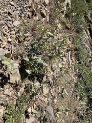 Asclepias cordifolia