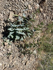 Asclepias cordifolia