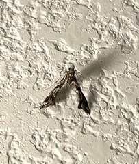 Lineodes integra