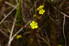Hibbertia prostrata