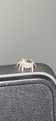 Eris militaris