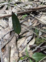 Cryptostylis subulata