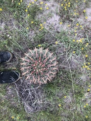 Ferocactus recurvus