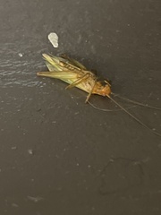 Oecanthus pini
