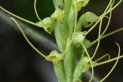 Peristylus