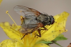 Phaonia angelicae