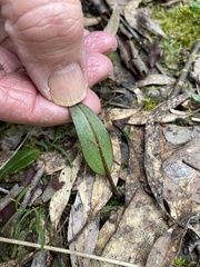 Cryptostylis subulata