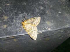Arichanna melanaria