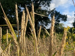 Ammophila breviligulata