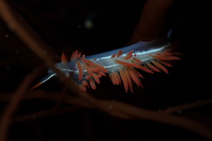 Coryphella trilineata