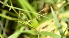 Ceriagrion coromandelianum