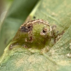 Andricus quercuspetiolicola