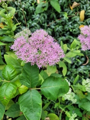 Hylotelephium spectabile