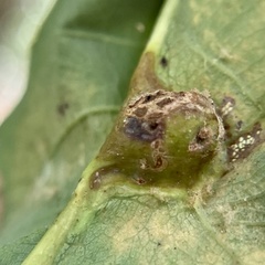 Andricus quercuspetiolicola