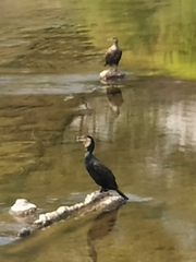 Phalacrocorax carbo hanedae