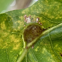 Andricus quercuspetiolicola