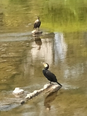 Phalacrocorax carbo hanedae