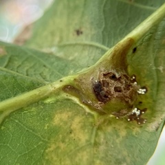 Andricus quercuspetiolicola