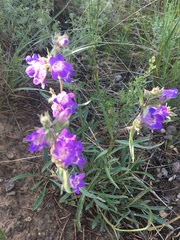 Penstemon gormanii