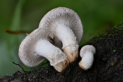 Lentinula boryana