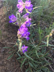 Penstemon gormanii