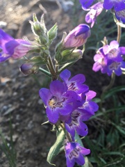 Penstemon gormanii