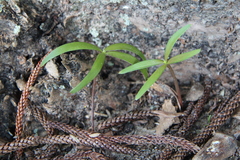 Araucaria heterophylla