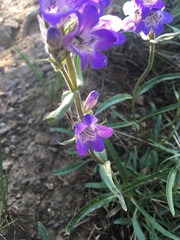 Penstemon gormanii