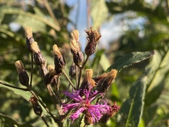 Vernonia baldwinii