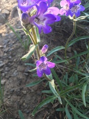 Penstemon gormanii