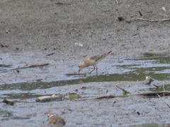 Calidris subruficollis